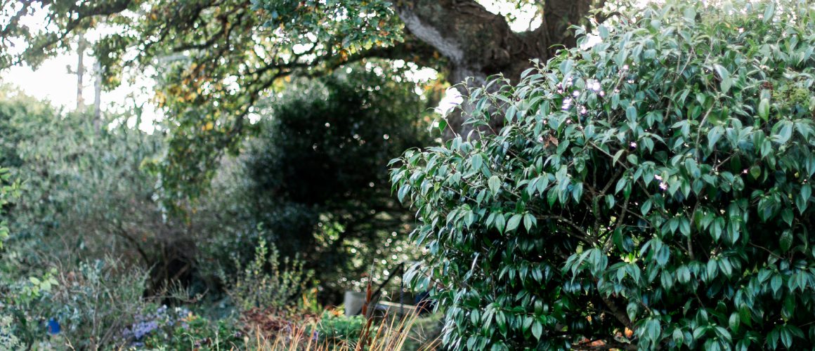 Snug Homeopathy Home Page Image